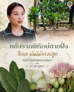 -หยั่งรากพิทักษ์ชายฝั่ง-“จิกเล”-ต้นไม้ทรงปลูก-ร่มเงาแห่งพระ