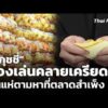 “สกุชชี่” ของเล่นคลายเครียดกลับมาได้รับความนิยม | ​วันใหม่ ไทยพีบีเอส 25 มิ.ย. 69