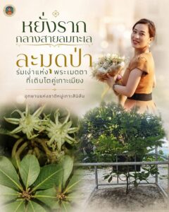 หยั่งรากกลางสายลมทะเล…-“ละมุดป่า”-ร่มเงาแห่งพระเมตตาที่เติ