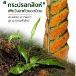 ðð¡ð¤ð§ð-:-“กระปรอกสิงห์”-เฟินอิงอาศัยยอดนิยม-เสน่ห์สีเขียวจากผ