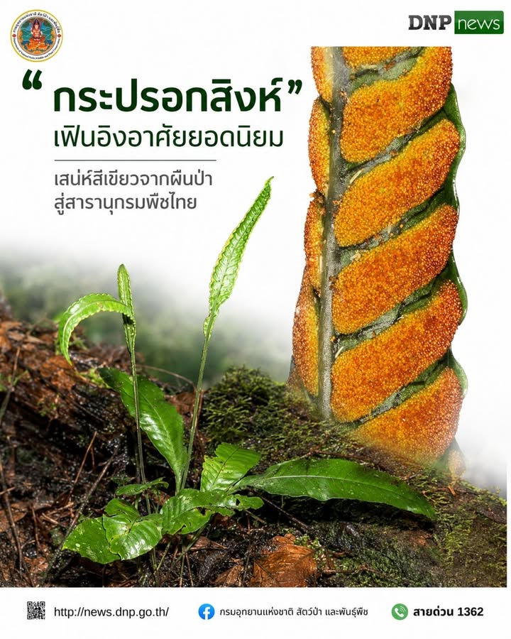 ðð¡ð¤ð§ð-:-“กระปรอกสิงห์”-เฟินอิงอาศัยยอดนิยม-เสน่ห์สีเขียวจากผ