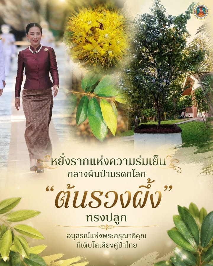 -หยั่งรากแห่งความร่มเย็น-กลางผืนป่ามรดกโลก…-ต้นรวงผึ้ง