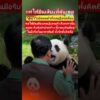 คลิปเรียกน้ำตา แพนด้าฝูเป่าพุ่งเข้าสวมกอดผู้ดูแล ที่แท้สร้างจาก AI : Thai PBS Take a look at