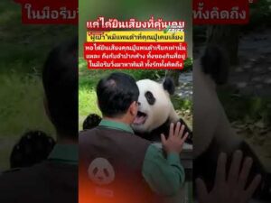 คลิปเรียกน้ำตา แพนด้าฝูเป่าพุ่งเข้าสวมกอดผู้ดูแล ที่แท้สร้างจาก AI : Thai PBS Take a look at