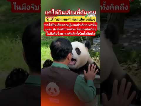คลิปเรียกน้ำตา แพนด้าฝูเป่าพุ่งเข้าสวมกอดผู้ดูแล ที่แท้สร้างจาก AI : Thai PBS Take a look at