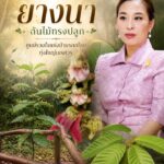 -ร่มเงาแห่ง-“ยางนา”-ต้นไม้ทรงปลูก-ศูนย์รวมใจแห่งป่ามรดกโลกท