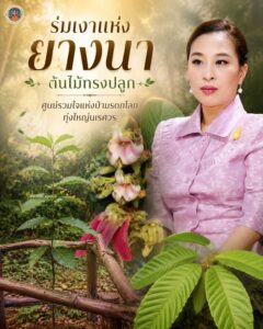 -ร่มเงาแห่ง-“ยางนา”-ต้นไม้ทรงปลูก-ศูนย์รวมใจแห่งป่ามรดกโลกท