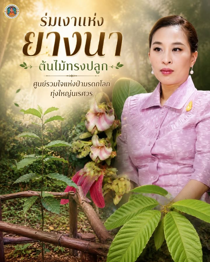 -ร่มเงาแห่ง-“ยางนา”-ต้นไม้ทรงปลูก-ศูนย์รวมใจแห่งป่ามรดกโลกท
