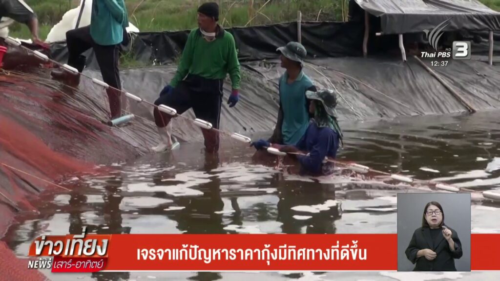 เจรจาแก้ปัญหาราคากุ้งมีทิศทางที่ดีขึ้น-ข่าวใต้แลได้ที่เรา-#