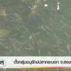 ตั้งกลุ่มอนุรักษ์ปลากระบอก-จ.สงขลา-ข่าวใต้แลได้ที่เรา-#thai