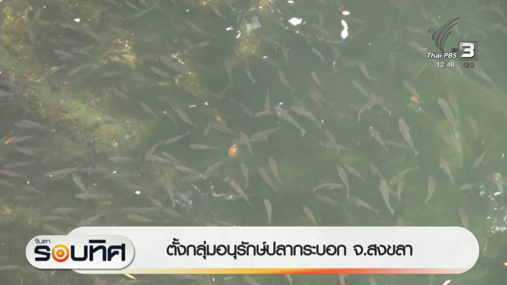 ตั้งกลุ่มอนุรักษ์ปลากระบอก-จ.สงขลา-ข่าวใต้แลได้ที่เรา-#thai