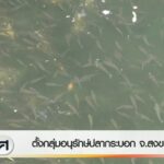 ตั้งกลุ่มอนุรักษ์ปลากระบอก-จ.สงขลา-ข่าวใต้แลได้ที่เรา-#thai
