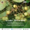 ðð¡ð¤ð§ð-:-“มะแฟน”-ไม้ป่าหายาก-รสเปรี้ยวสรรพคุณเด่น-บำรุงธาตุ-ช