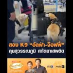 สอง K9 อัลฟ่า-จ๊อฟฟี่ ลุยสุวรรณภูมิ สกัดยาเสพติด อัพเดทข่าว