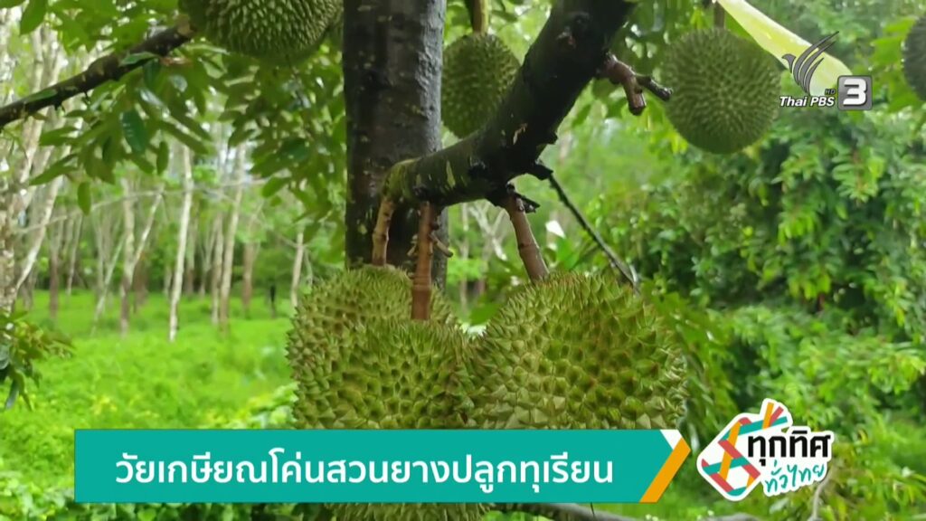วัยเกษียณโค่นสวนยางปลูกทุเรียน-ข่าวใต้แลได้ที่เรา-n
