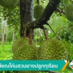 วัยเกษียณโค่นสวนยางปลูกทุเรียน-ข่าวใต้แลได้ที่เรา-n