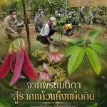 -จากพระเมตตา-สู่รากแก้วแห่งแผ่นดิน-ภาพเล่าเรื่อง-“ต้นยางนา”