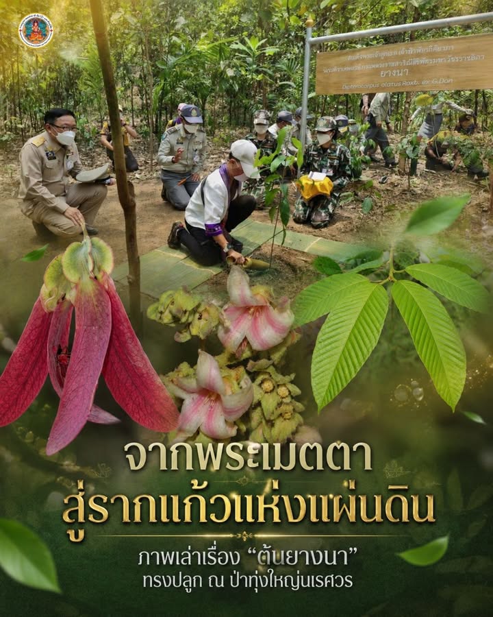 -จากพระเมตตา-สู่รากแก้วแห่งแผ่นดิน-ภาพเล่าเรื่อง-“ต้นยางนา”