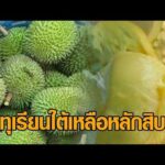 ‘ทุเรียนใต้’ ราคาตก หมอนทอง-ชะนี เหลือหลักสิบ ชาวสวนระทม กังวลขาดทุนหนัก อัพเดทข่าว