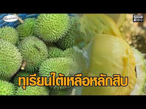 ‘ทุเรียนใต้’ ราคาตก หมอนทอง-ชะนี เหลือหลักสิบ ชาวสวนระทม กังวลขาดทุนหนัก อัพเดทข่าว
