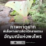 ภาพหาดูยาก-ผีเสื้อหางยาวสี่ตาปีกลายตรง-อัญมณีแห่งพงไพรที่ใกล-|-2026-07-11-09:01:00