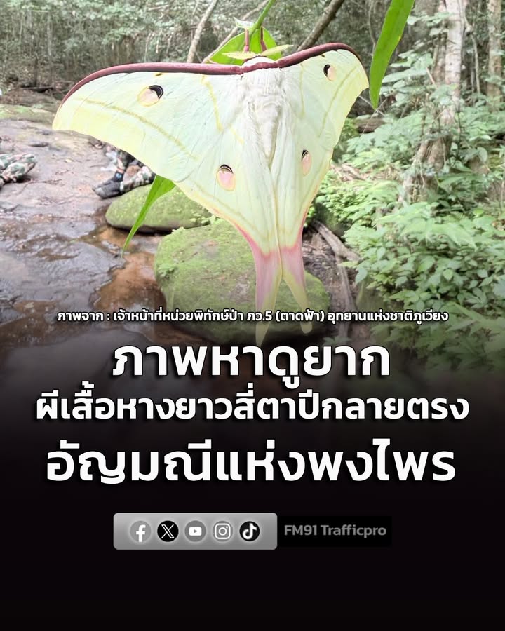 ภาพหาดูยาก-ผีเสื้อหางยาวสี่ตาปีกลายตรง-อัญมณีแห่งพงไพรที่ใกล-|-2026-07-11-09:01:00