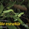สูงขึ้นไปในป่าเมฆเขตร้อนทางตะวันตกของฮอนดูรัส-ที่นี่ไม่เพียง