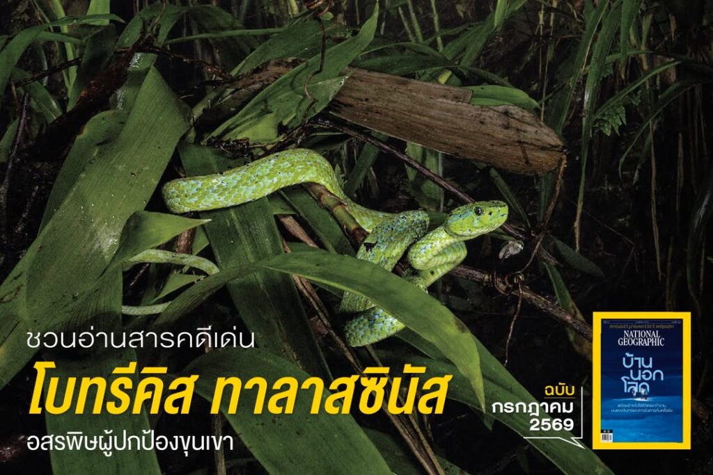 สูงขึ้นไปในป่าเมฆเขตร้อนทางตะวันตกของฮอนดูรัส-ที่นี่ไม่เพียง