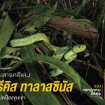 สูงขึ้นไปในป่าเมฆเขตร้อนทางตะวันตกของฮอนดูรัส-ที่นี่ไม่เพียง