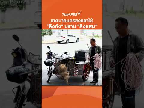 เทศบาลนครสงขลาใช้ ลิงกัง ปราบ ลิงแสม |  15 ก.ค. 69