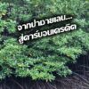 -เมื่อป่าชายเลนไม่ได้เป็นเพียงผืนป่า…แต่คือ-ทรัพย์สินของธร