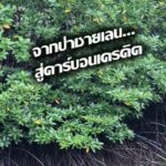 -เมื่อป่าชายเลนไม่ได้เป็นเพียงผืนป่า…แต่คือ-ทรัพย์สินของธร