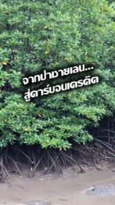 -เมื่อป่าชายเลนไม่ได้เป็นเพียงผืนป่า…แต่คือ-ทรัพย์สินของธร