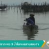 เลี้ยงปลากะพง-3-น้ำในทะเลสาบสงขลา-ข่าวใต้แลได้ที่เรา-#thaip