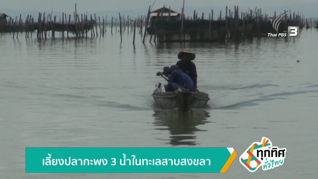 เลี้ยงปลากะพง-3-น้ำในทะเลสาบสงขลา-ข่าวใต้แลได้ที่เรา-#thaip