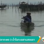 เลี้ยงปลากะพง-3-น้ำในทะเลสาบสงขลา-ข่าวใต้แลได้ที่เรา-#thaip