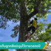 ฤดูกาลเก็บลูกหยีแปรรูปไว้ขายตลอดปี-ข่าวใต้แลได้ที่เรา-#thai
