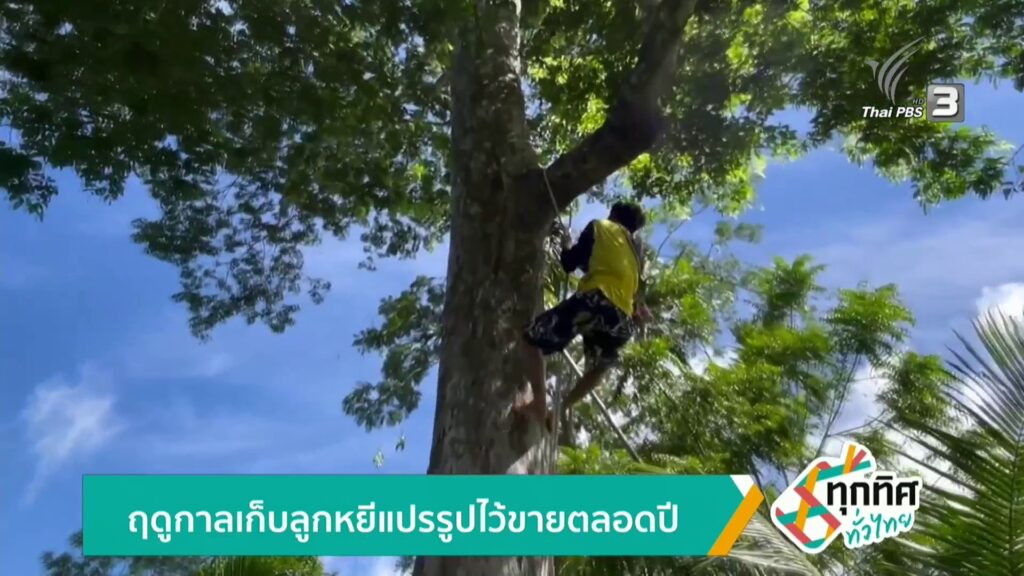ฤดูกาลเก็บลูกหยีแปรรูปไว้ขายตลอดปี-ข่าวใต้แลได้ที่เรา-#thai