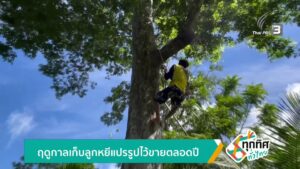 ฤดูกาลเก็บลูกหยีแปรรูปไว้ขายตลอดปี-ข่าวใต้แลได้ที่เรา-#thai