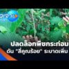 ปลดล็อกพืชกระท่อม ดัน “สี่คูณร้อย” ระบาดเพิ่ม ? 