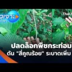 ปลดล็อกพืชกระท่อม ดัน “สี่คูณร้อย” ระบาดเพิ่ม ?
