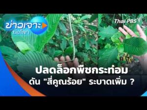 ปลดล็อกพืชกระท่อม ดัน “สี่คูณร้อย” ระบาดเพิ่ม ?