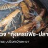 สำรวจ-กุ้งเครย์ฟิช-ปลาชะโด-ภัยคุกคามระบบนิเวศกว๊านพะเยา-ก