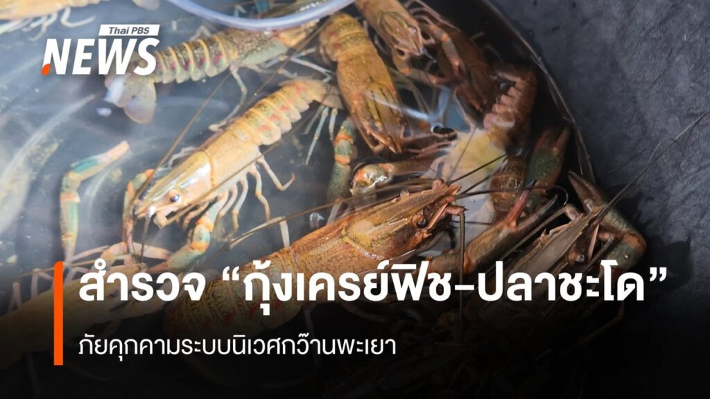 สำรวจ-กุ้งเครย์ฟิช-ปลาชะโด-ภัยคุกคามระบบนิเวศกว๊านพะเยา-ก