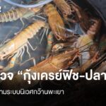 สำรวจ-กุ้งเครย์ฟิช-ปลาชะโด-ภัยคุกคามระบบนิเวศกว๊านพะเยา-ก