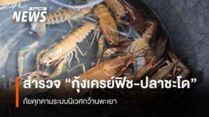 สำรวจ-กุ้งเครย์ฟิช-ปลาชะโด-ภัยคุกคามระบบนิเวศกว๊านพะเยา-ก