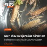 ครบ-1-เดือนหลังพบการระบาดของกุ้งเครย์ฟิช-หรือกุ้งก้ามแดง-ใน