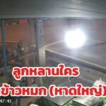 หูแร่-หาดใหญ่-ห่ายลูกหลานใครนิ?-หัวเช้าขี่มอไซค์มา-ฉกข้าวห-|-2026-07-19-04:33:00