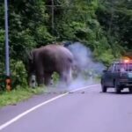 ðððð-:-อุทยานแห่งชาติเขาใหญ่แจงเหตุผลักดัน-“พลายสาริกา”-ยันป