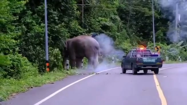 ðððð-:-อุทยานแห่งชาติเขาใหญ่แจงเหตุผลักดัน-“พลายสาริกา”-ยันป